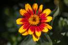 USA, Colorado, Fort Collins. Gaillardia flower close-up. Art Print
